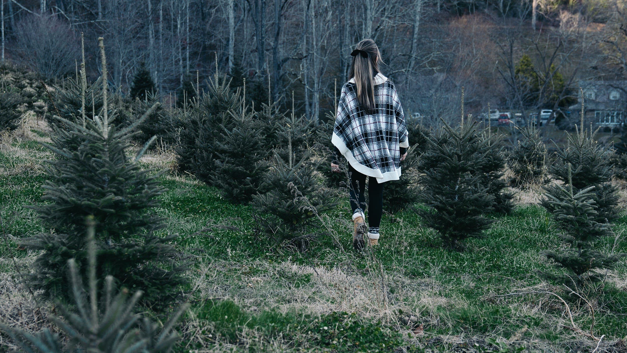 Boyd Mountain Christmas Tree Farm 15 2