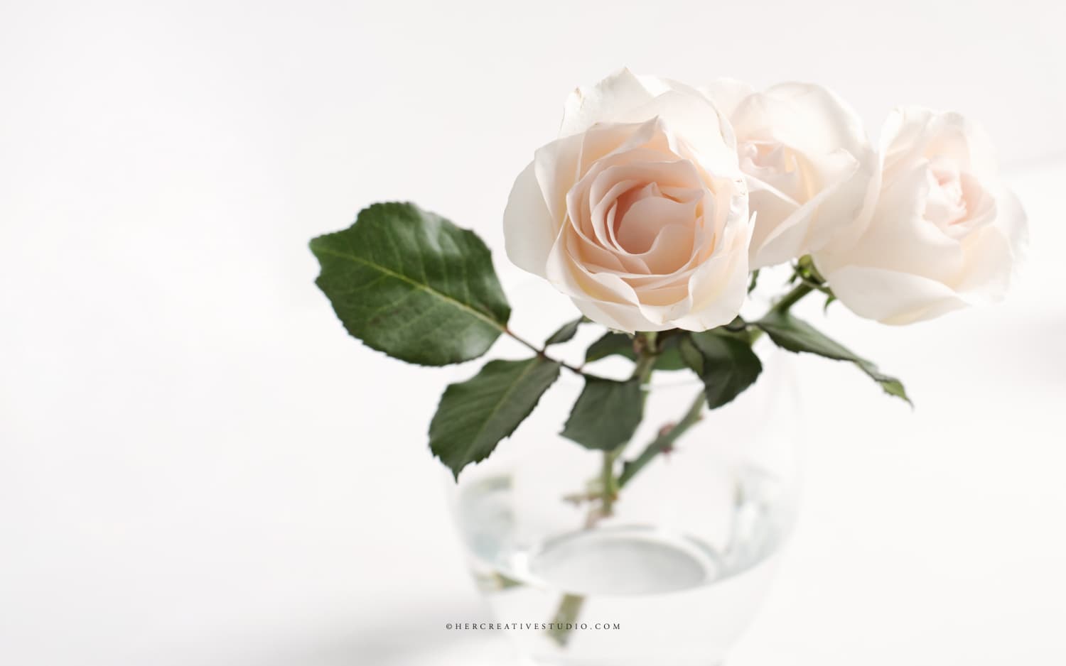 Desktop whiterose 2880x1800