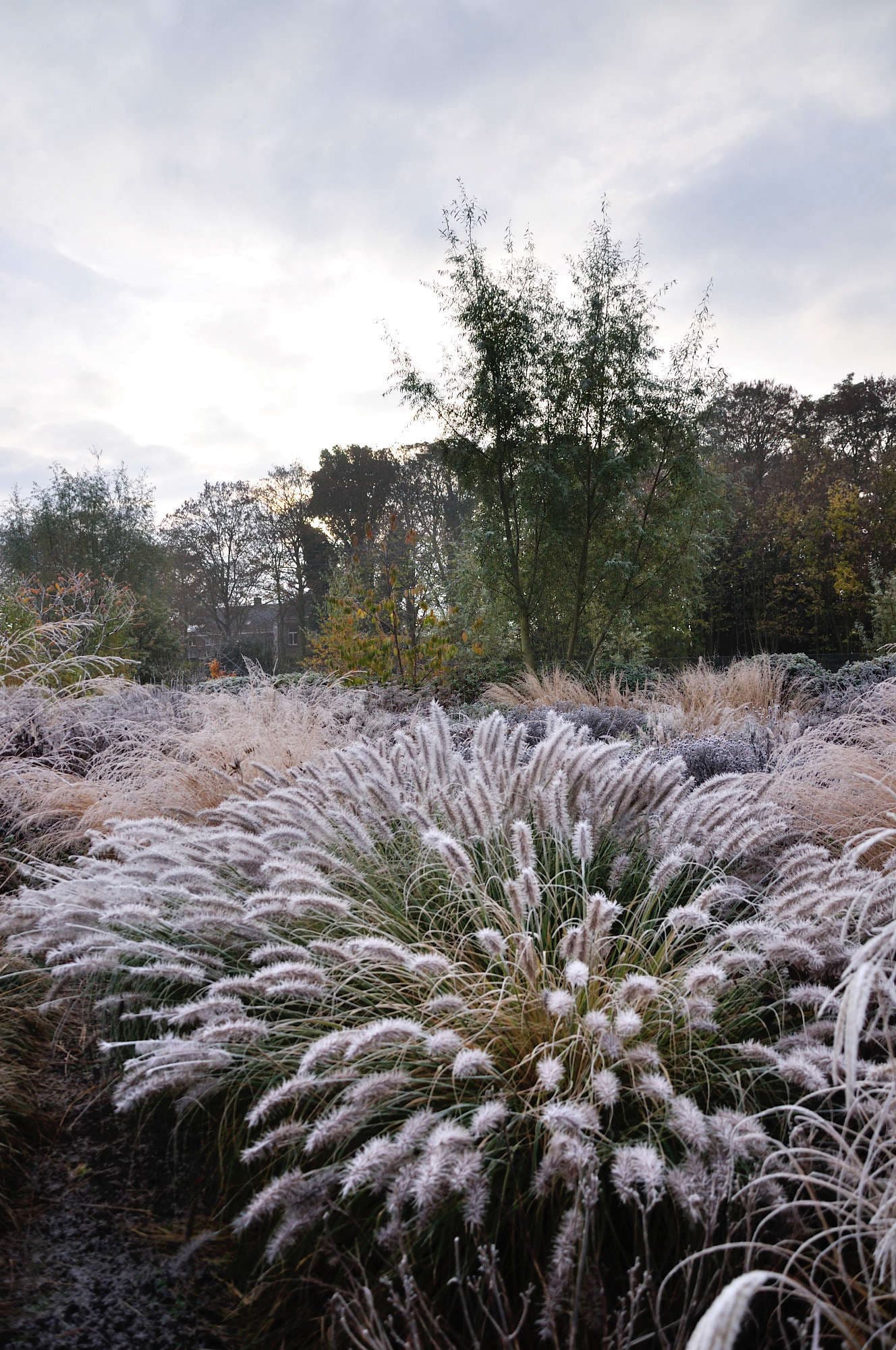 Frank Heijligers Dutch Winter Garden 13