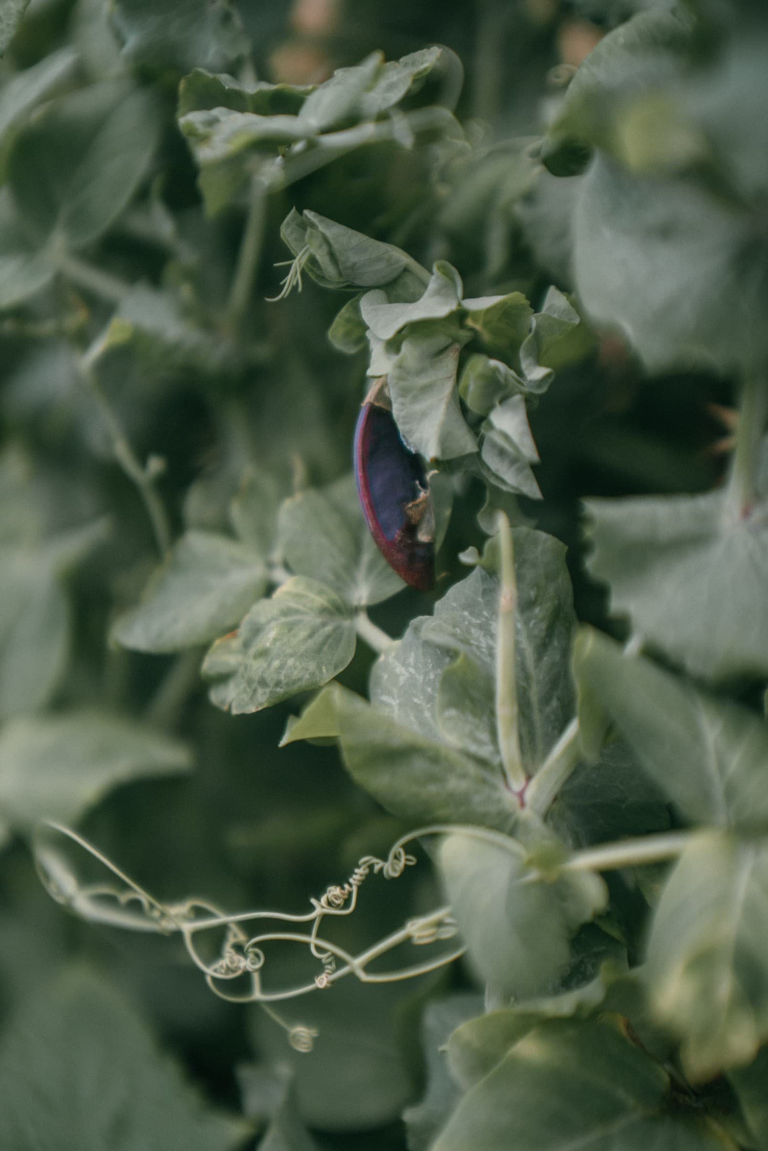 Gardening 1
