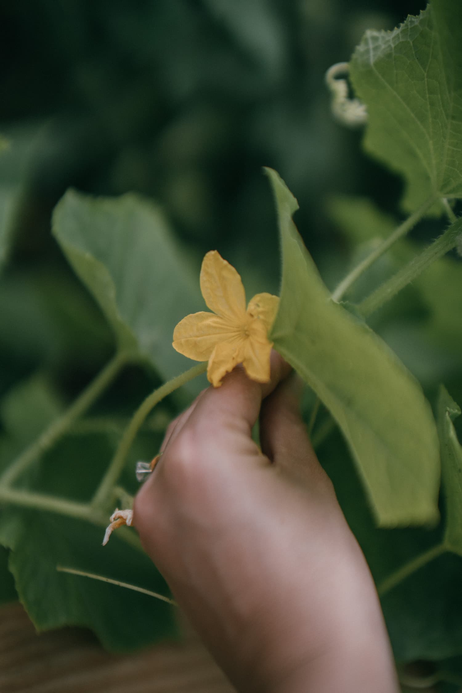Gardening 4