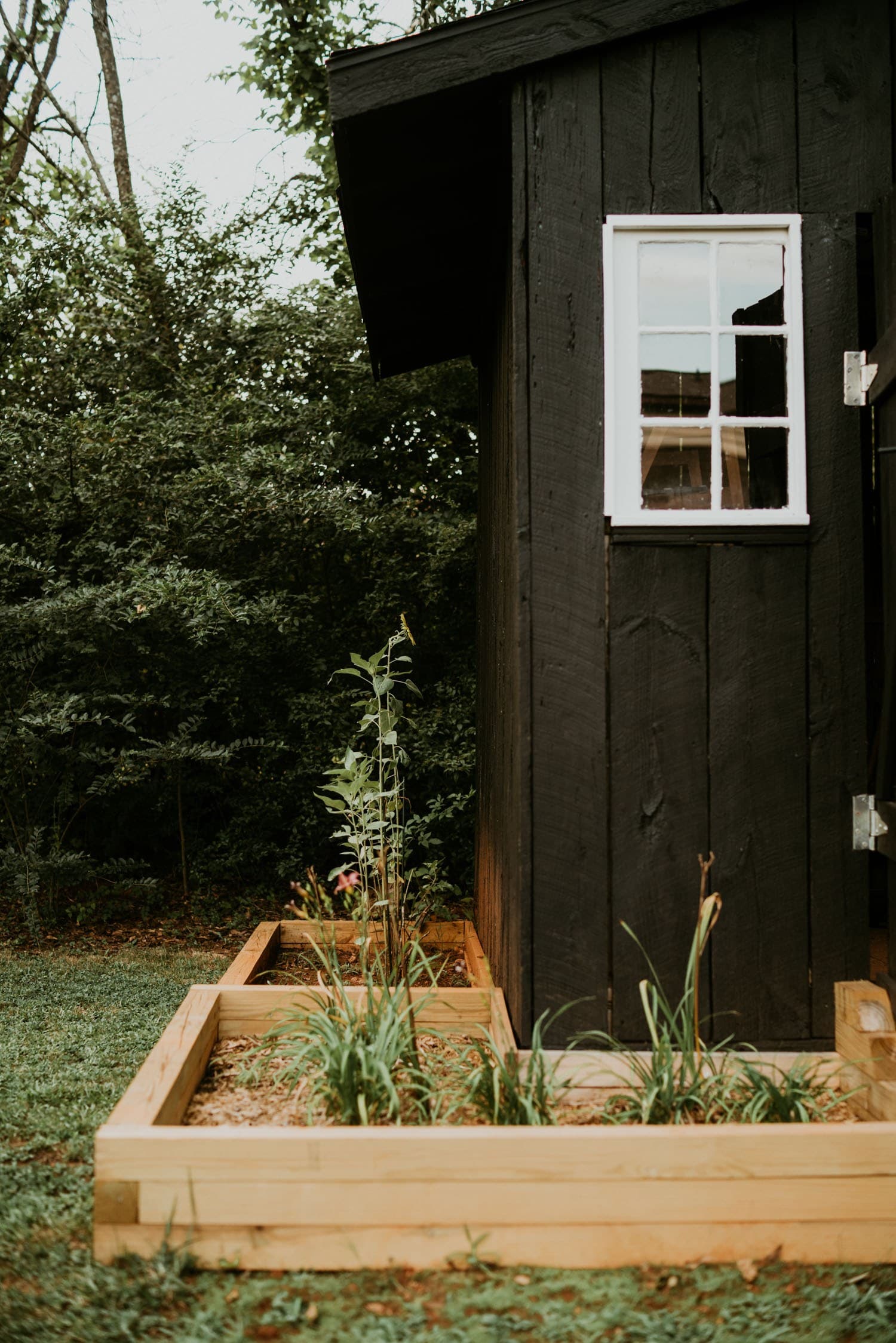 Outdoor Plants 1