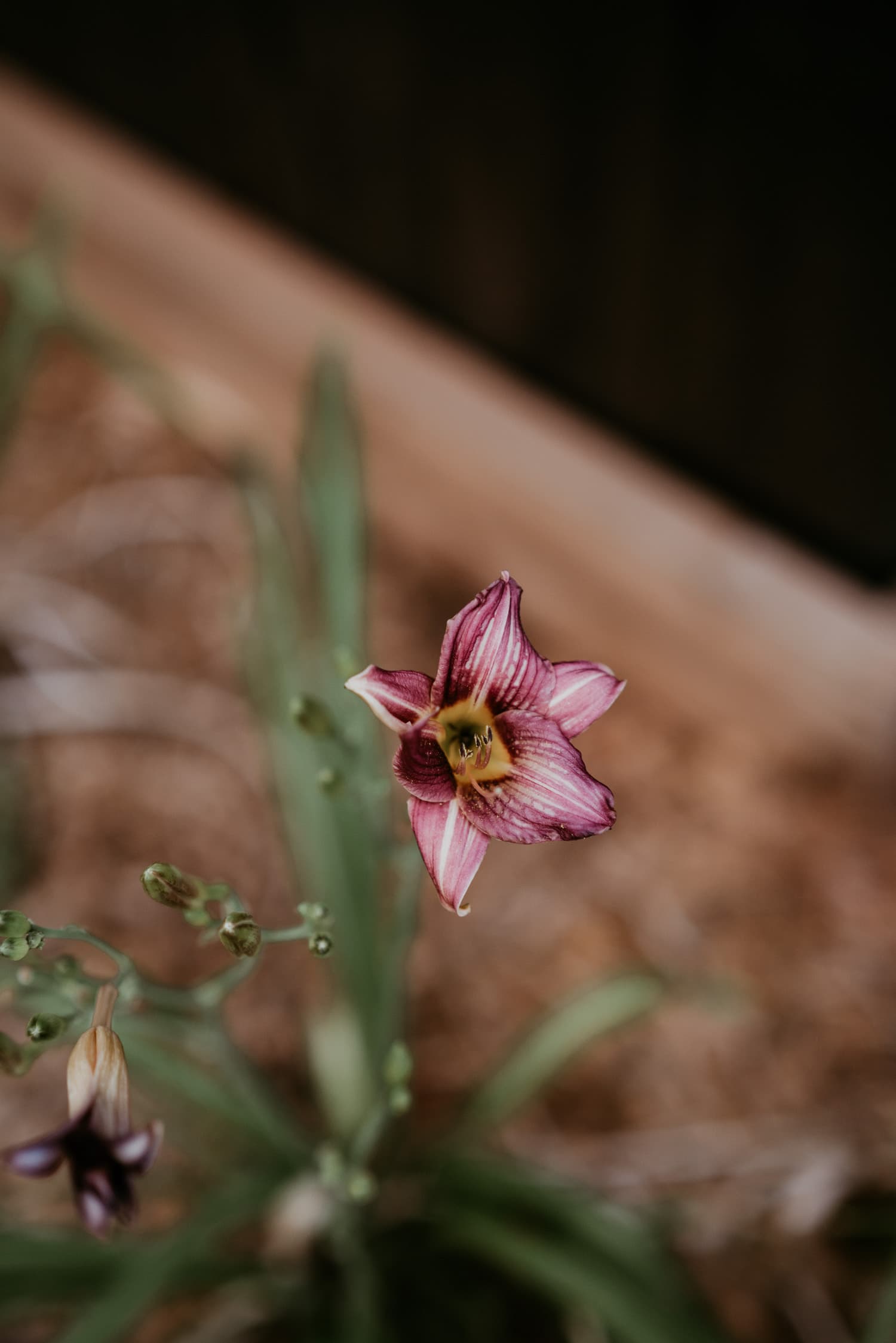 Outdoor Plants 2