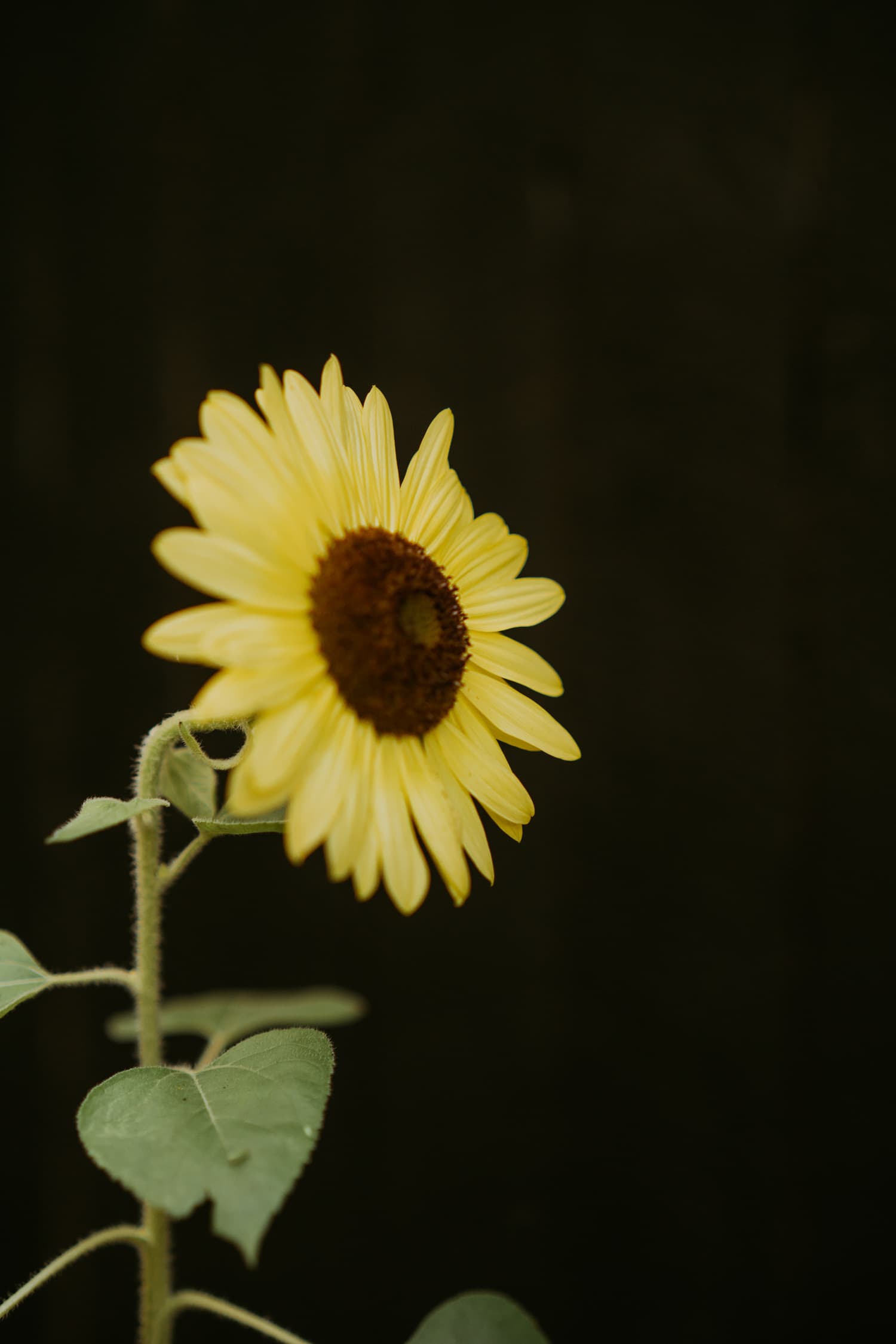 Outdoor Plants 3