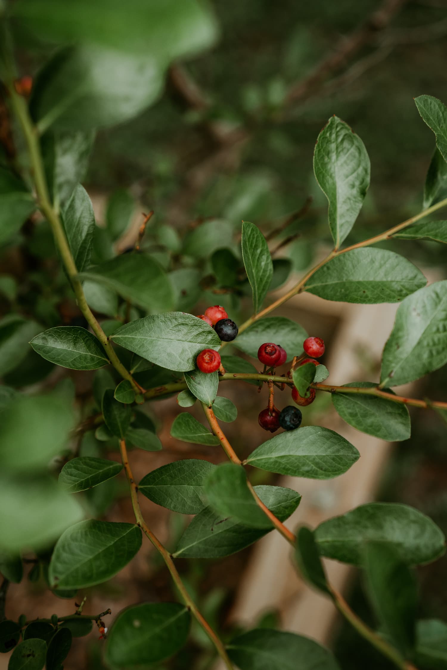 Outdoor Plants 5