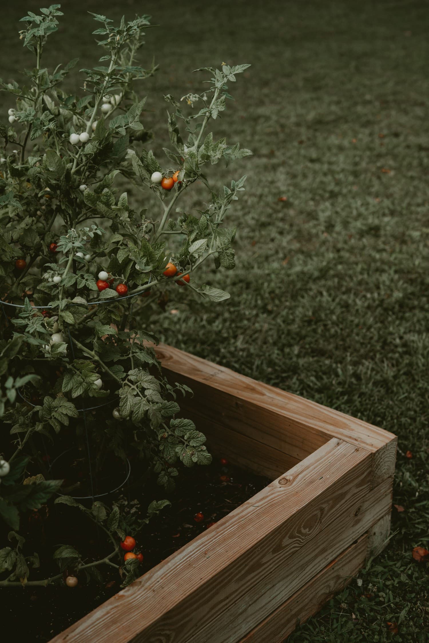 Outdoor Plants 6