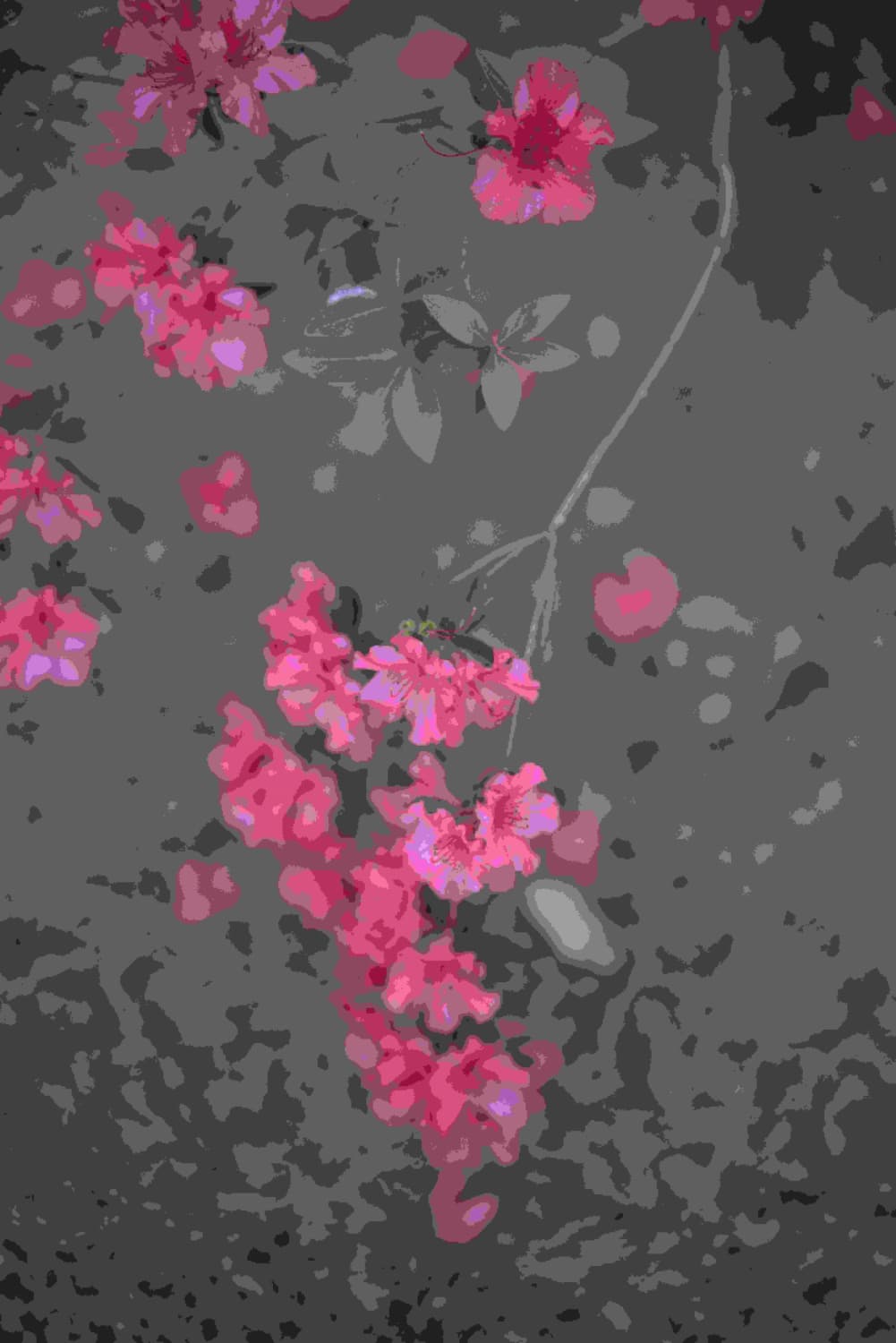 Secret Garden 27