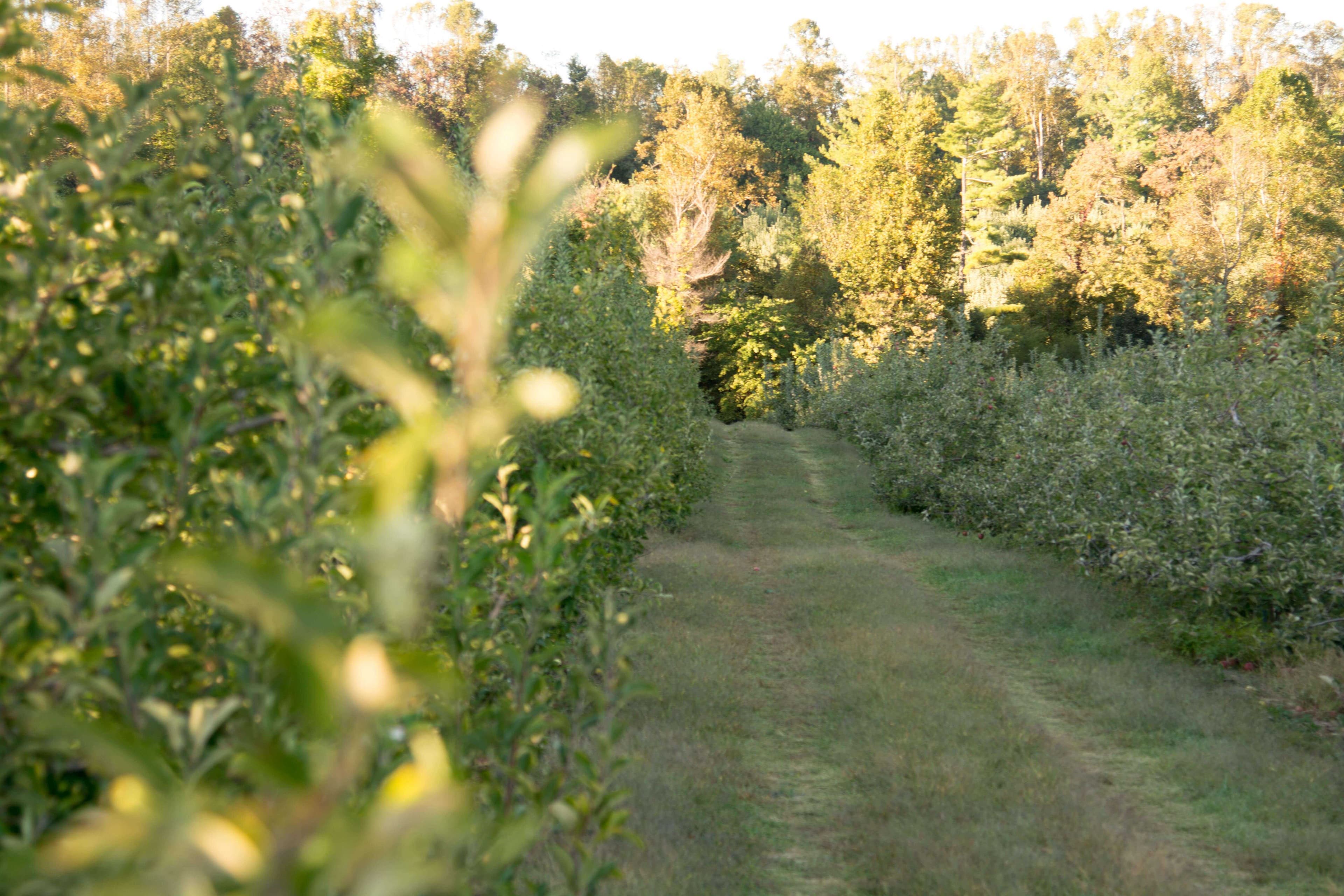 Apple 1164