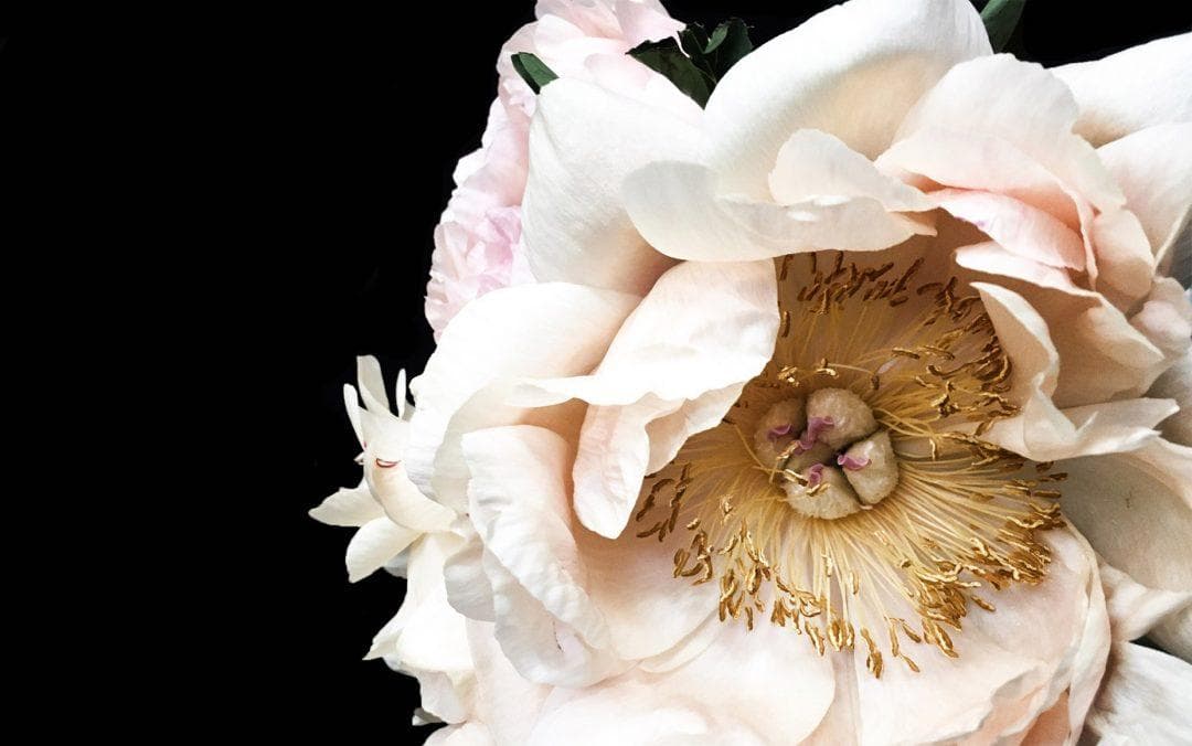 Greige peony no 48 screen saver