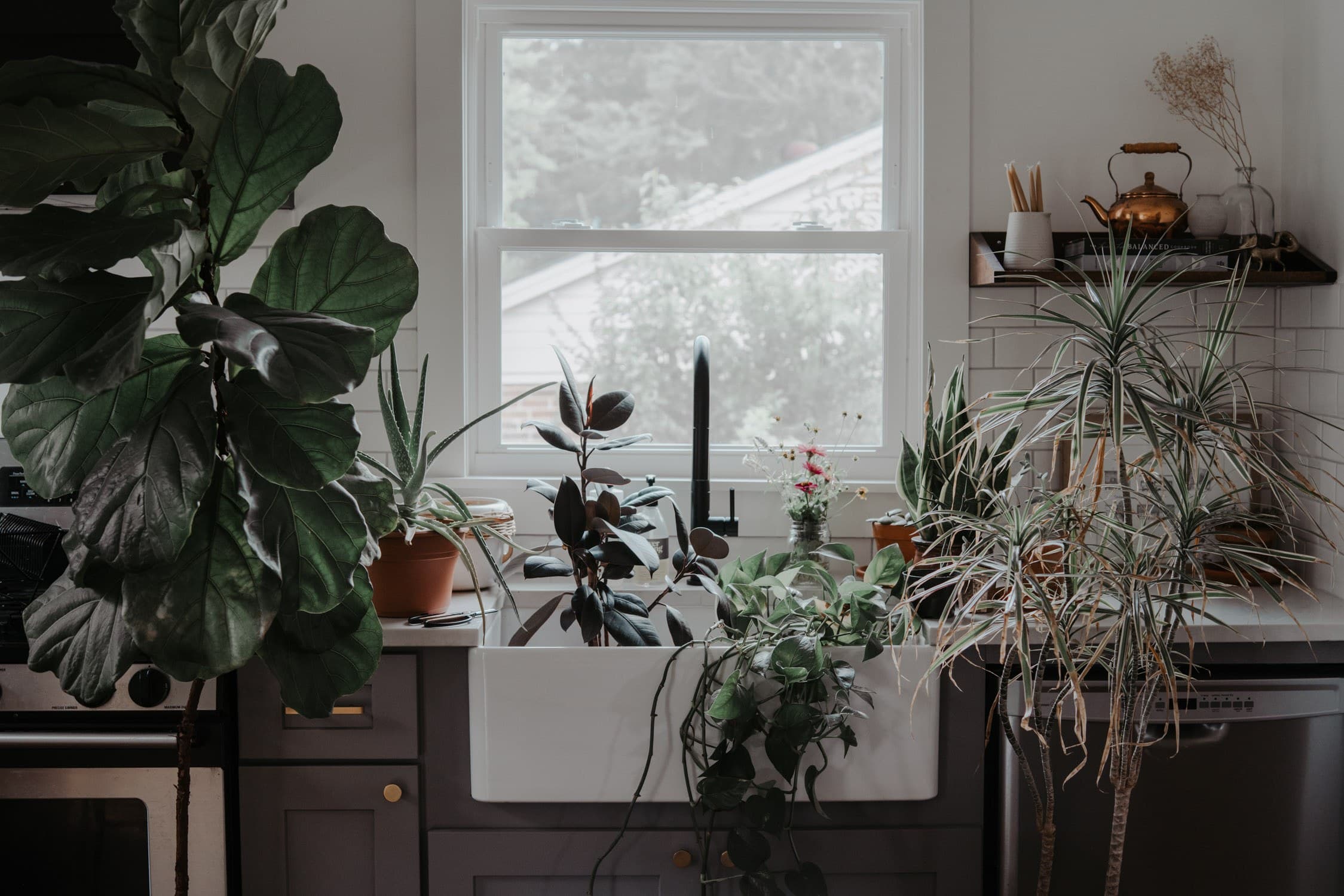 Indoor Plants 1