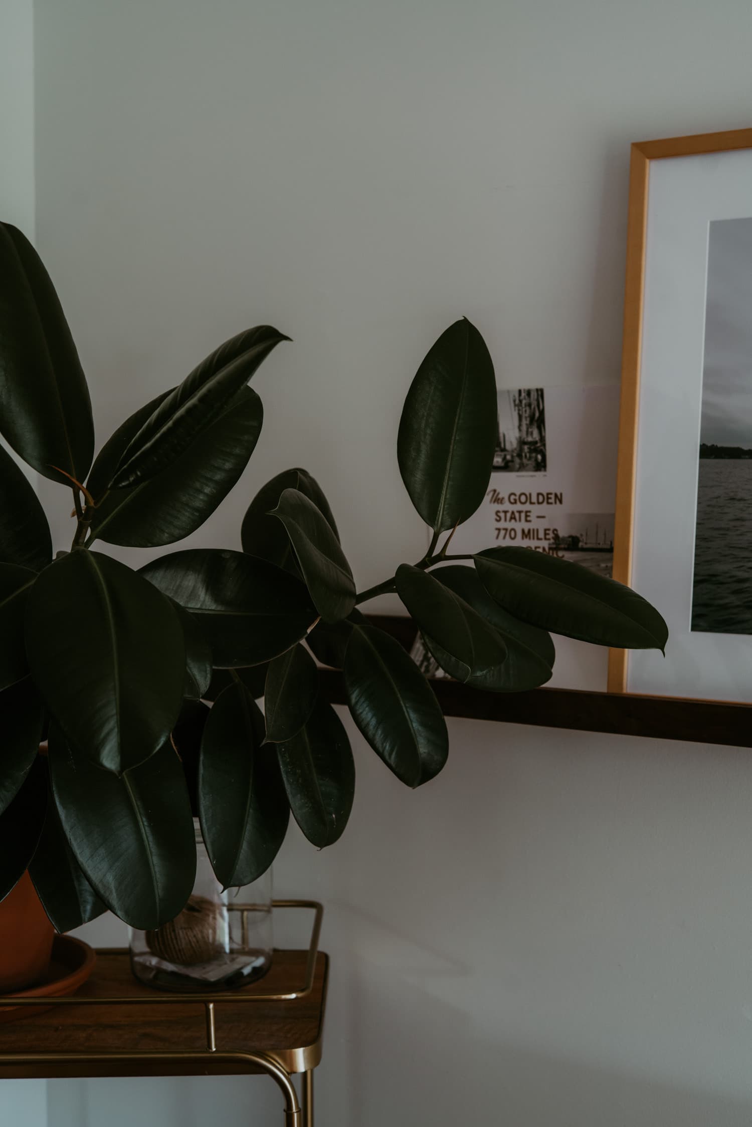 Indoor Plants 10
