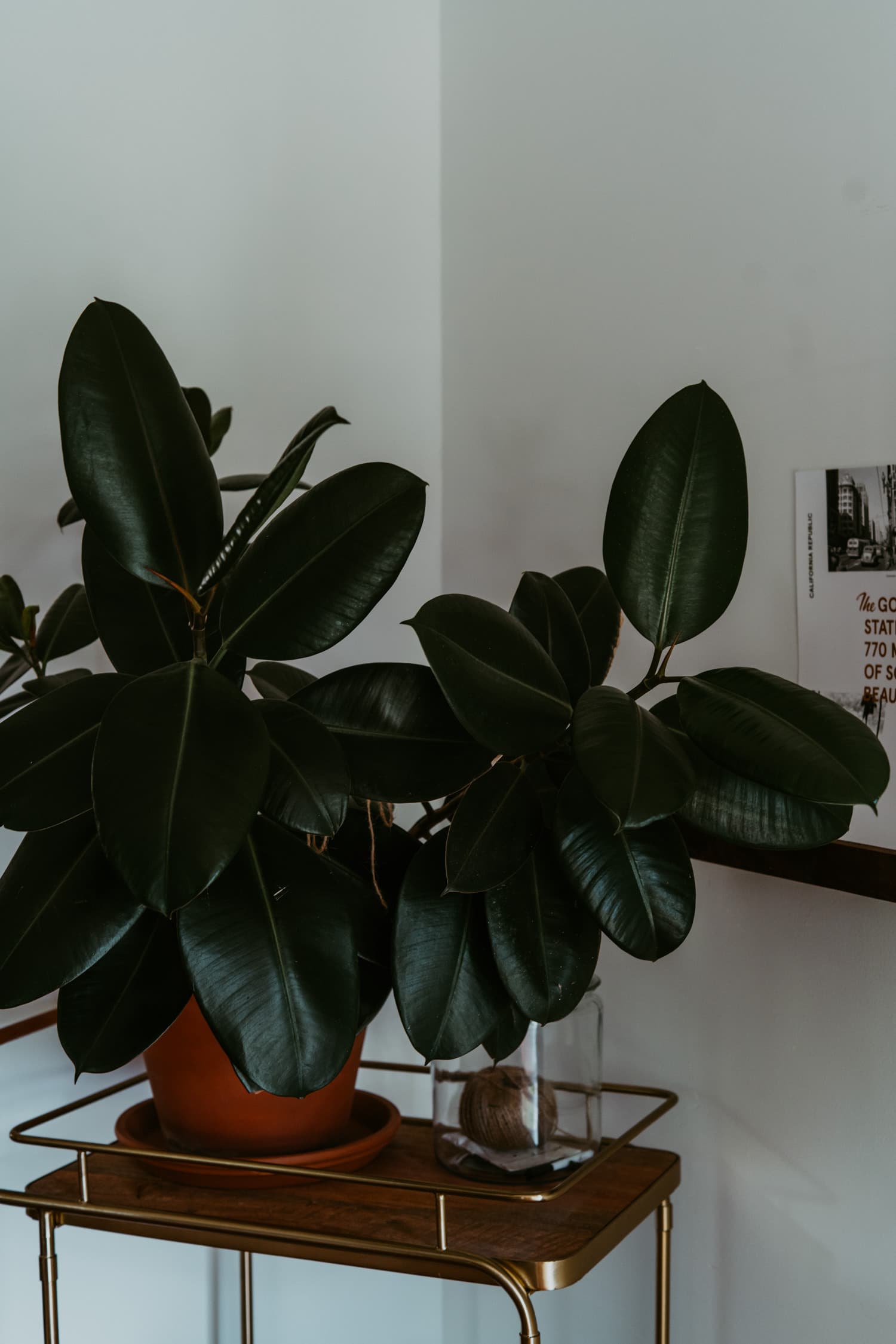 Indoor Plants 11