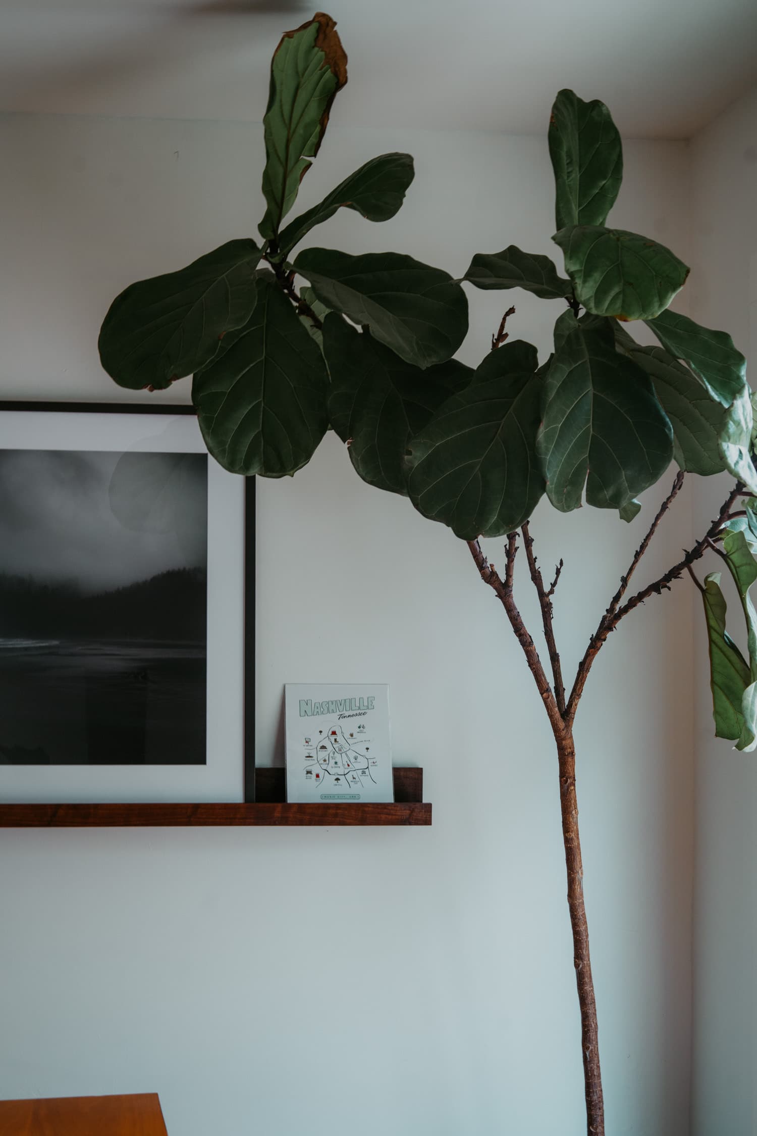 Indoor Plants 12