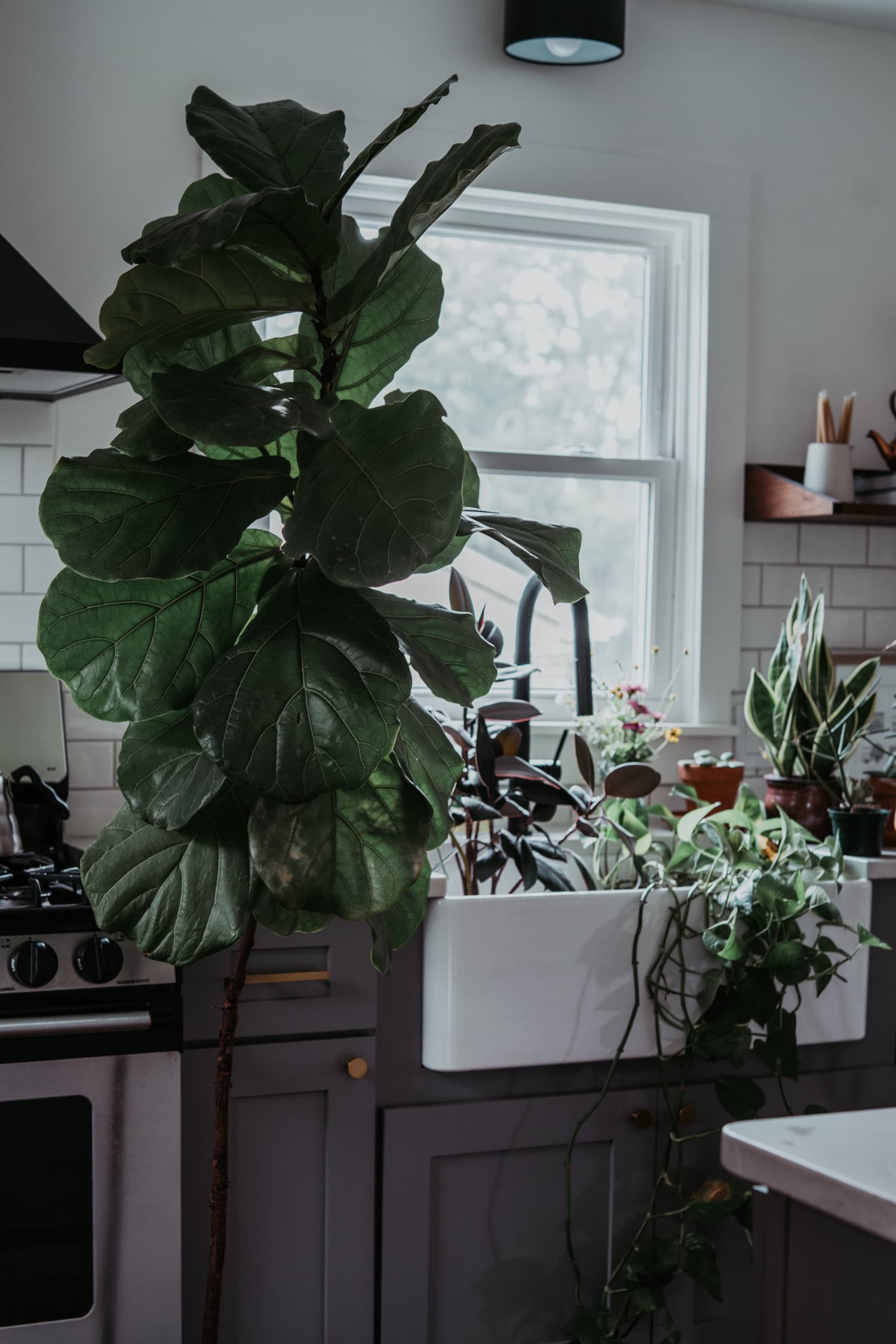 Indoor Plants 3
