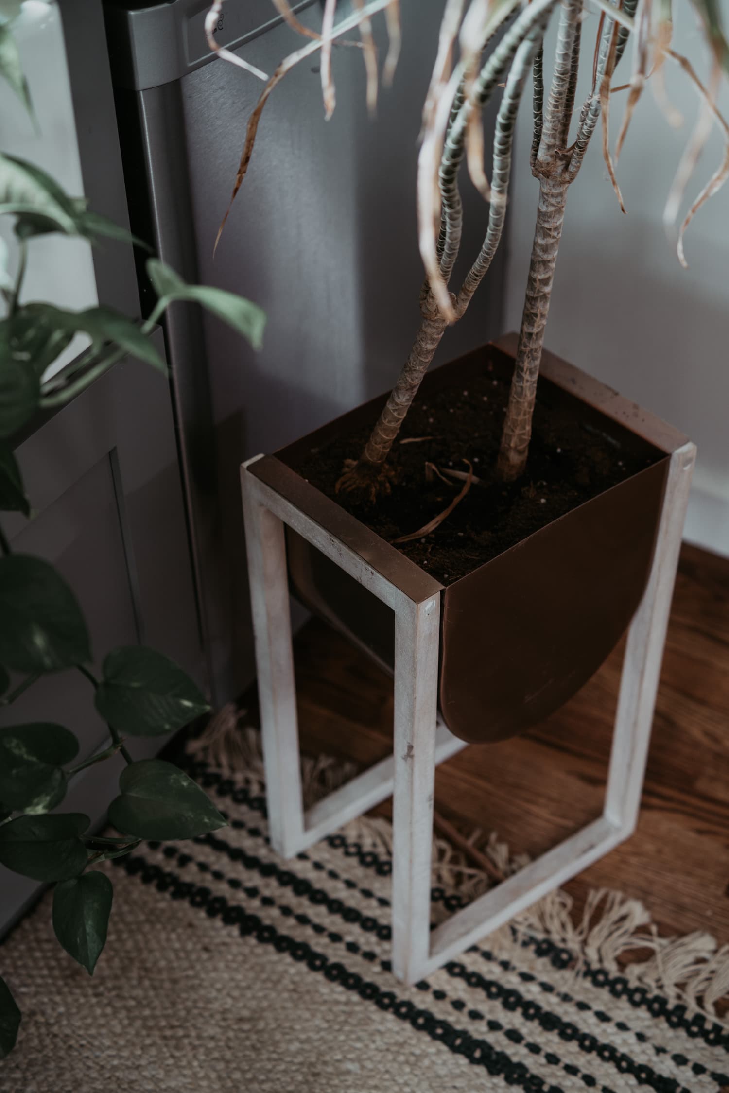 Indoor Plants 4
