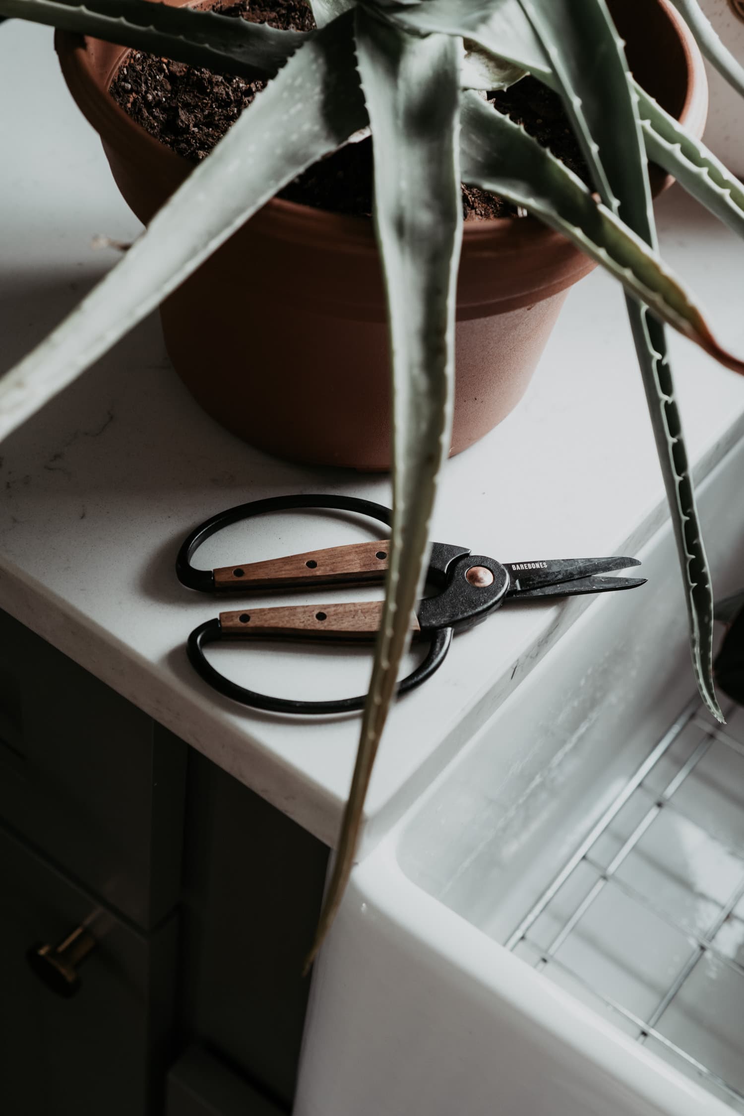 Indoor Plants 6