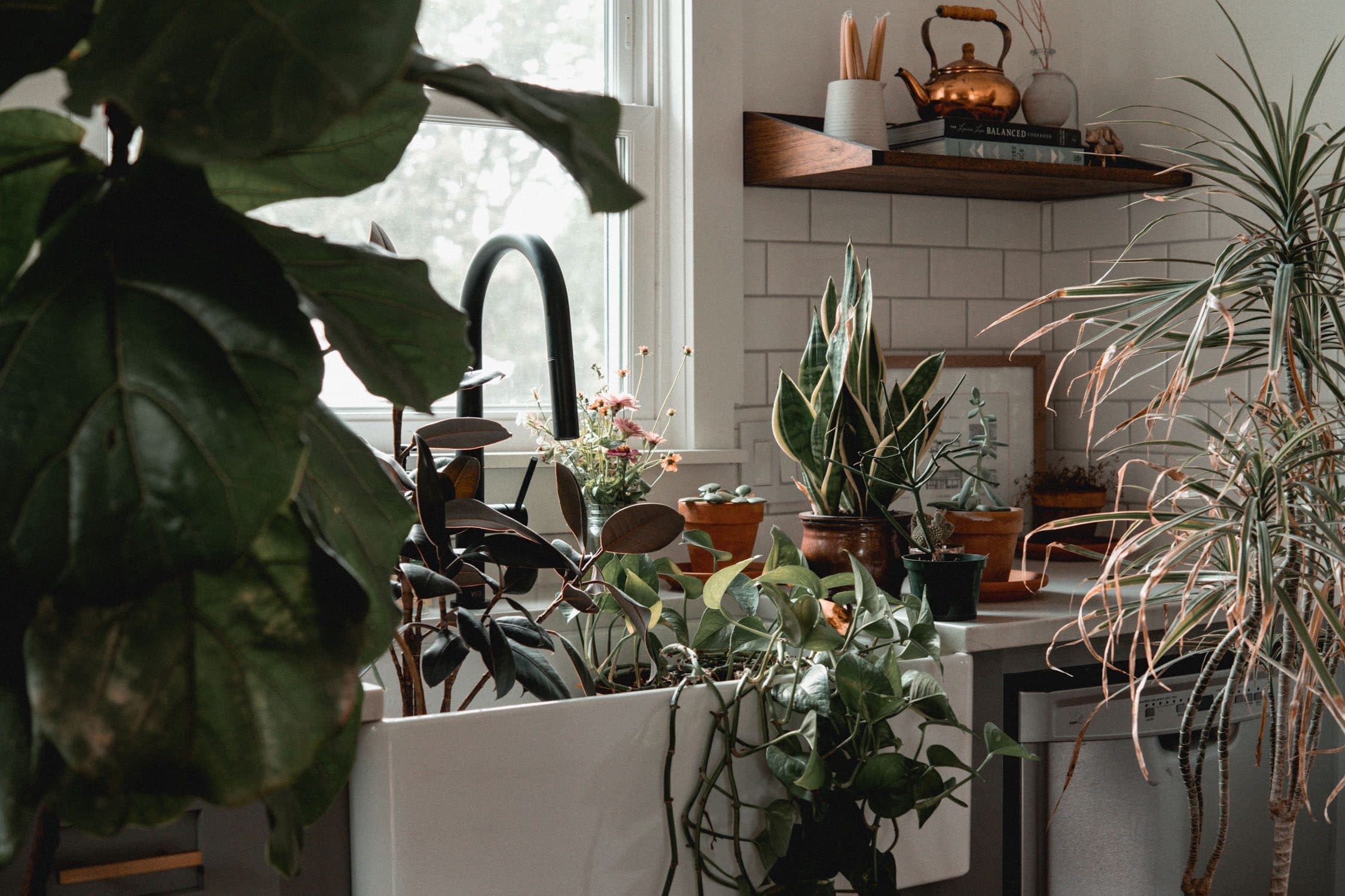 Indoor Plants 7