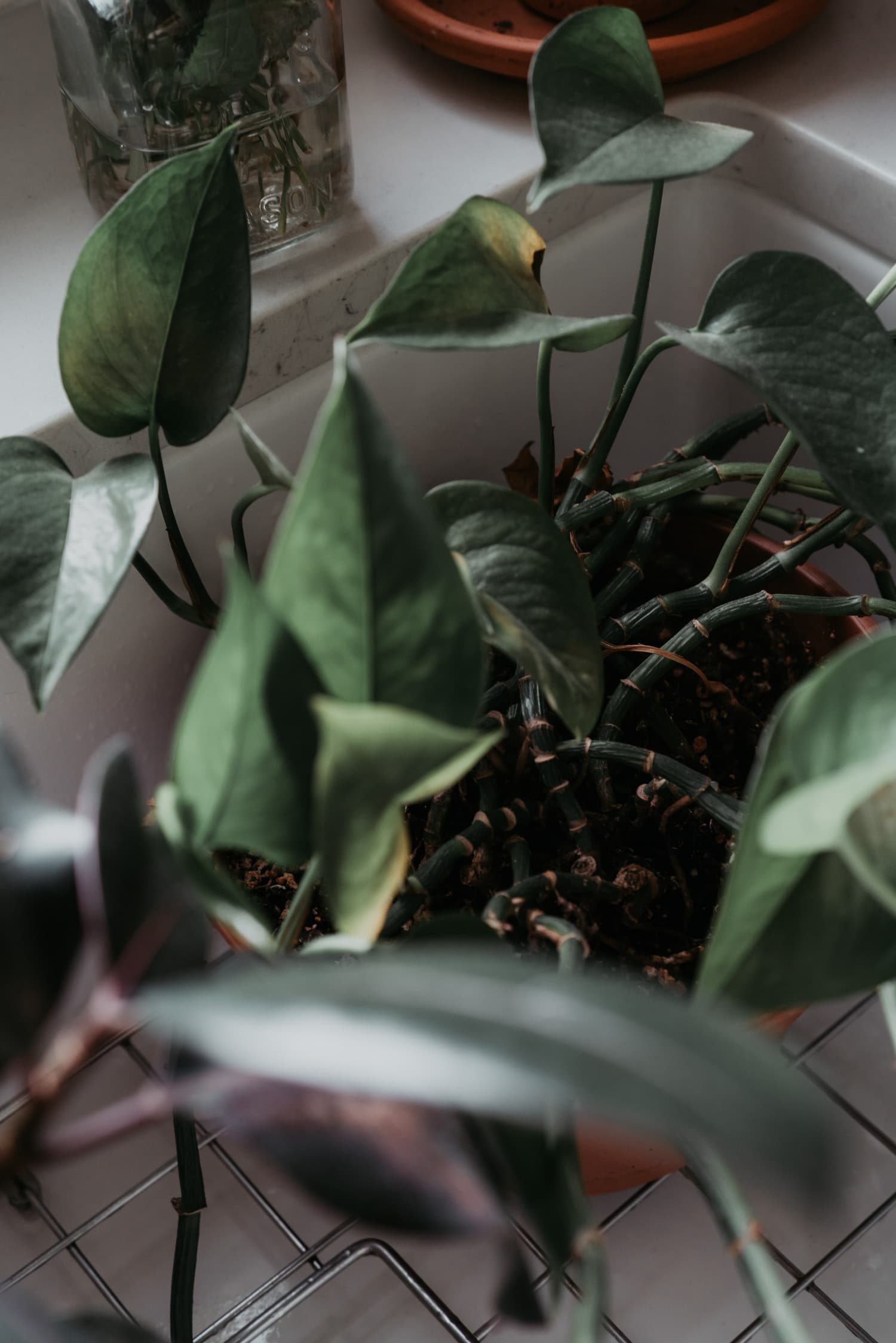 Indoor Plants 8
