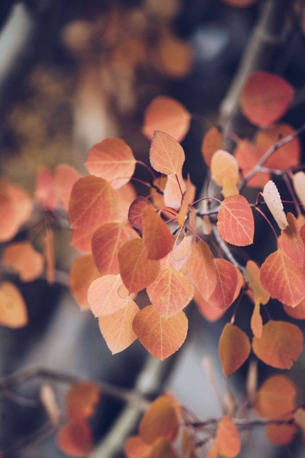 Jessica fadel Fn z Y9d KQ0 unsplash