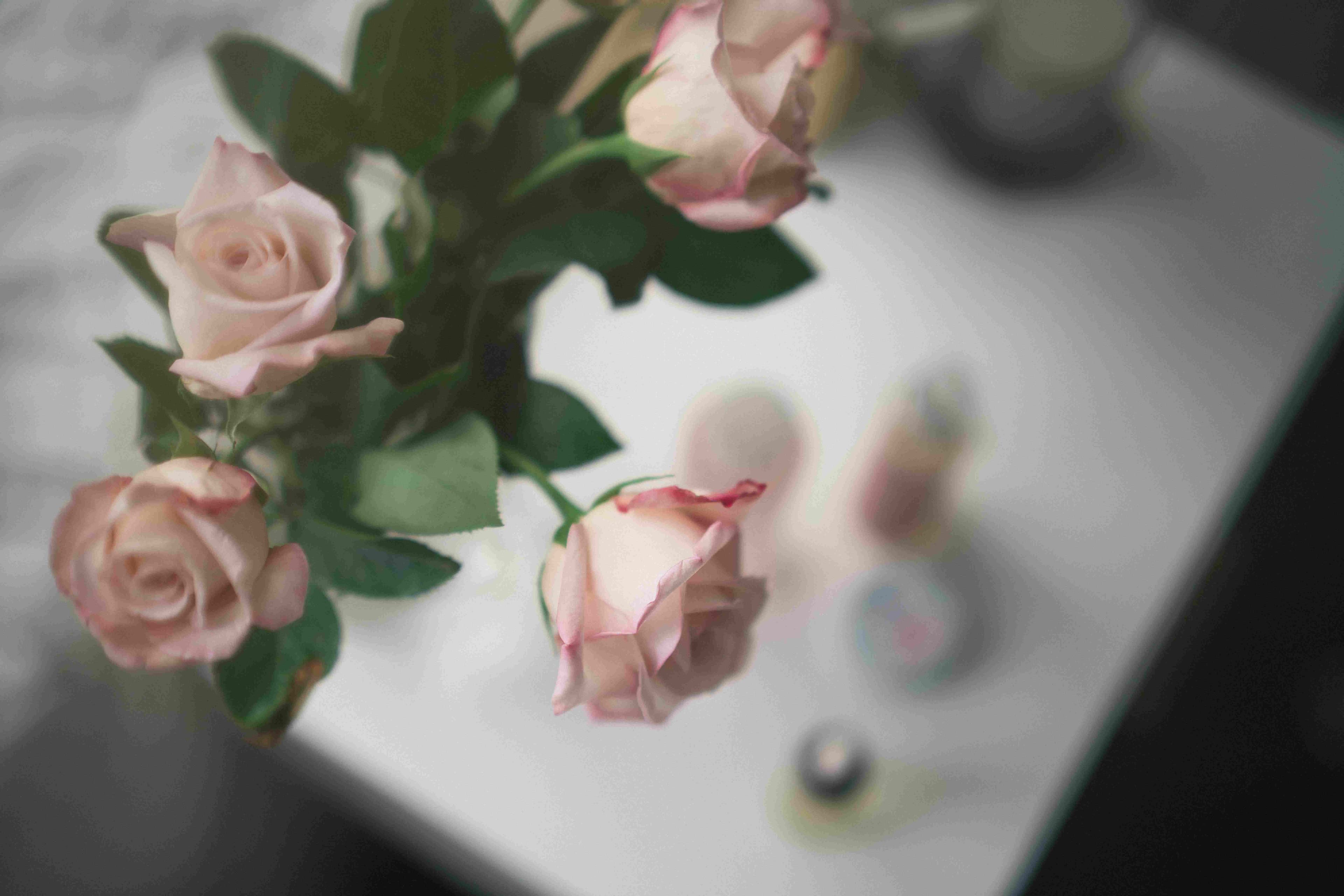 Rose 5