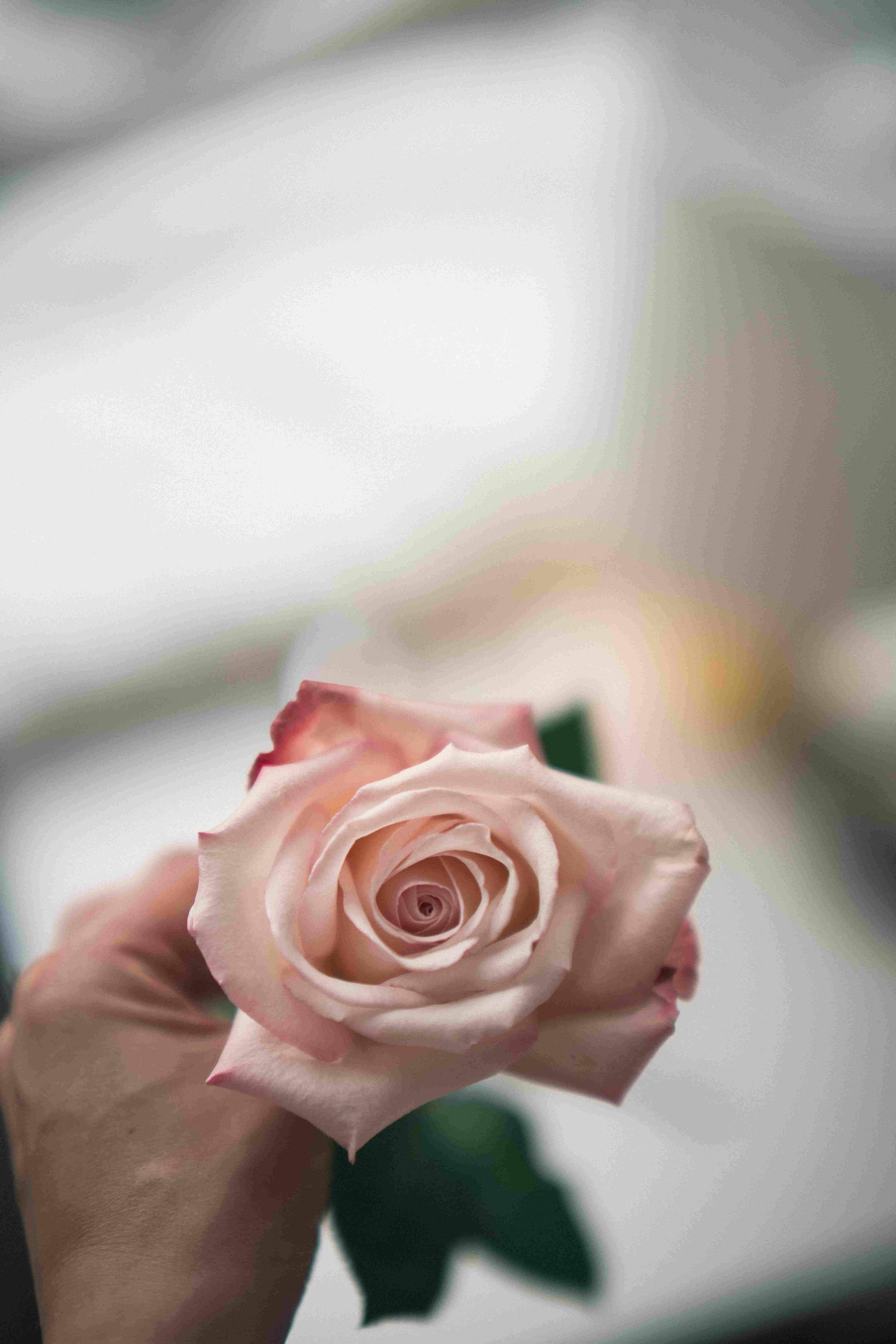 Rose 9