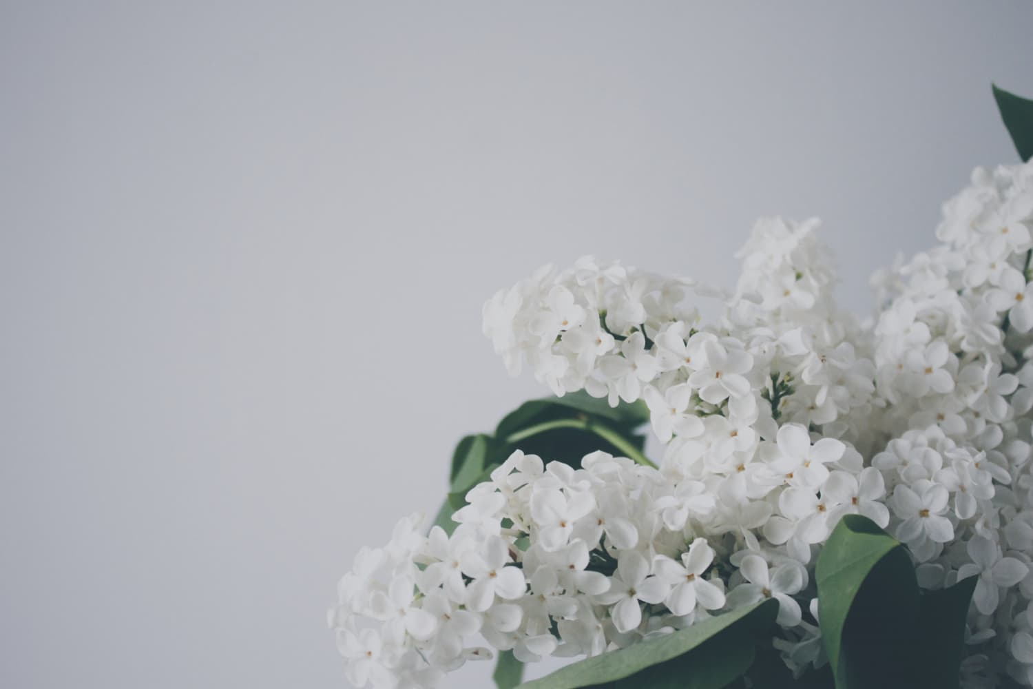 Veri ivanova wh Ok Vvf0 h U unsplash scaled