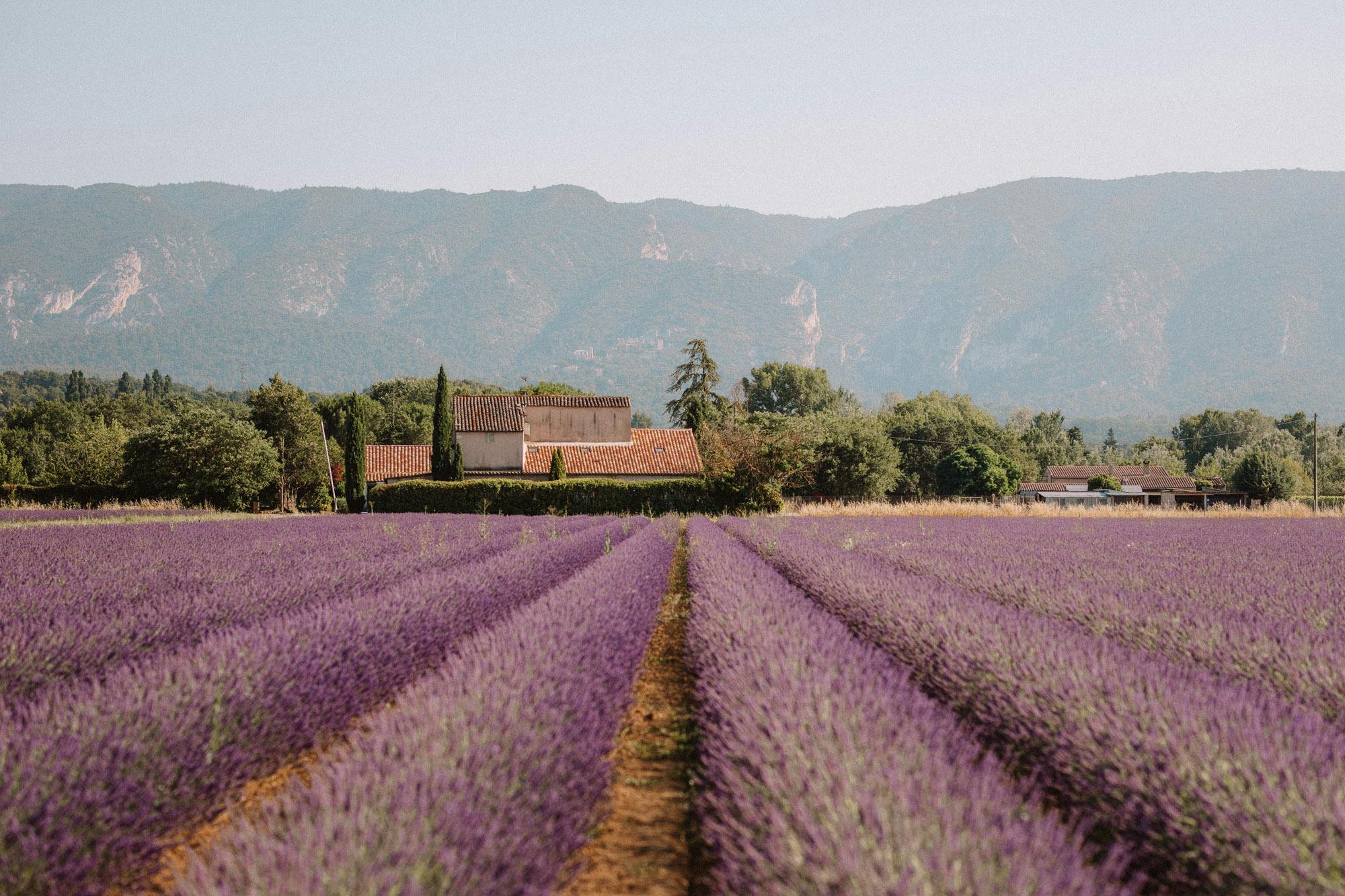 Lavender Fields Provence South of France Find Us Lost 0234